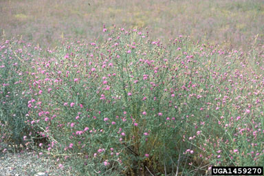 APII jpeg image of Centaurea stoebe subsp. micranthos  © contact APII