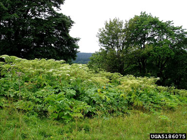 APII jpeg image of Heracleum mantegazzianum  © contact APII