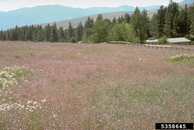 APII jpeg image of Centaurea stoebe subsp. micranthos  © contact APII