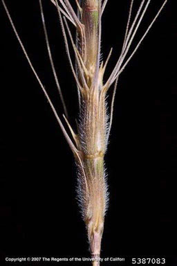 APII jpeg image of Aegilops triuncialis  © contact APII