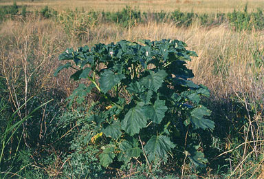 APII jpeg image of Datura ferox  © contact APII