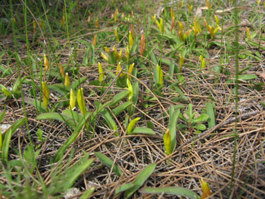 APII jpeg image of Lachenalia reflexa  © contact APII