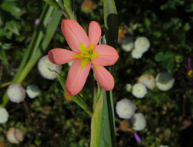 APII jpeg image of Moraea miniata  © contact APII