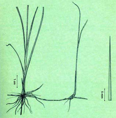 APII jpeg image of Cyperus teneristolon  © contact APII