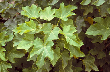 APII jpeg image of Jatropha curcas  © contact APII