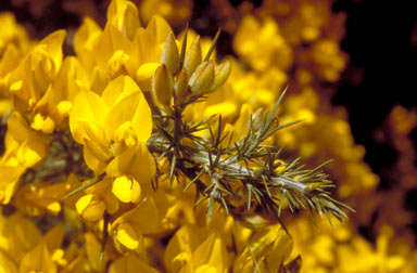 APII jpeg image of Ulex europaeus  © contact APII