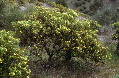 APII jpeg image of Chrysanthemoides monilifera subsp. monilifera  © contact APII