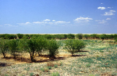 APII jpeg image of Parkinsonia aculeata  © contact APII