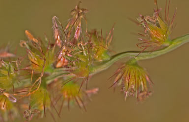 APII jpeg image of Cenchrus echinatus  © contact APII