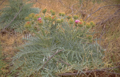 APII jpeg image of Cynara cardunculus  © contact APII