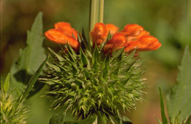 APII jpeg image of Leonotis nepetifolia  © contact APII