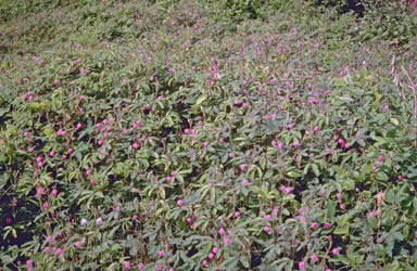 APII jpeg image of Mimosa pudica  © contact APII