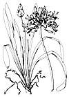 Agapanthus orientalis