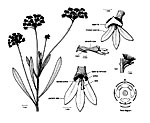 Conospermum longifolium