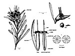 Lambertia formosa