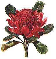 waratah painting